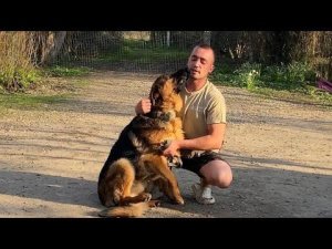 Ганц Немецкая овчарка-Отработка команды ко мне- Возраст 1,5 года