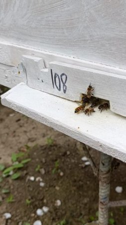 Пчёлки 🐝 работяги.