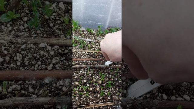 Апрельское черенкование гортензии дома деревянным черенком
ГАЛИСАД ЧЕРЕПОВЕЦ