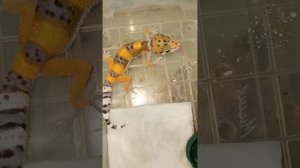 Кормление малышей эублефаров с новыми витаминами. 25 апреля 2025 г.