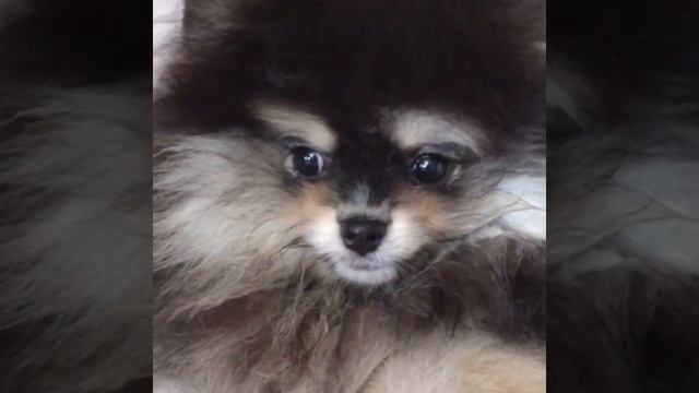 Померанский шпиц щенок продажа смотреть онлайн