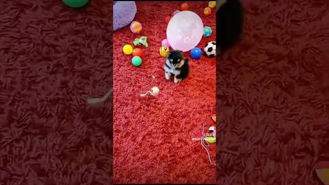 Чёрно подпалый мишка шпиц 🤩 смотреть онлайн