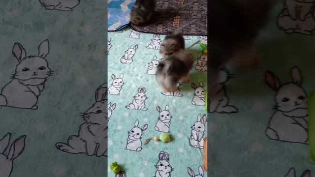 Померанский шпиц 3 мес. Детки Тайлера и Мишель.