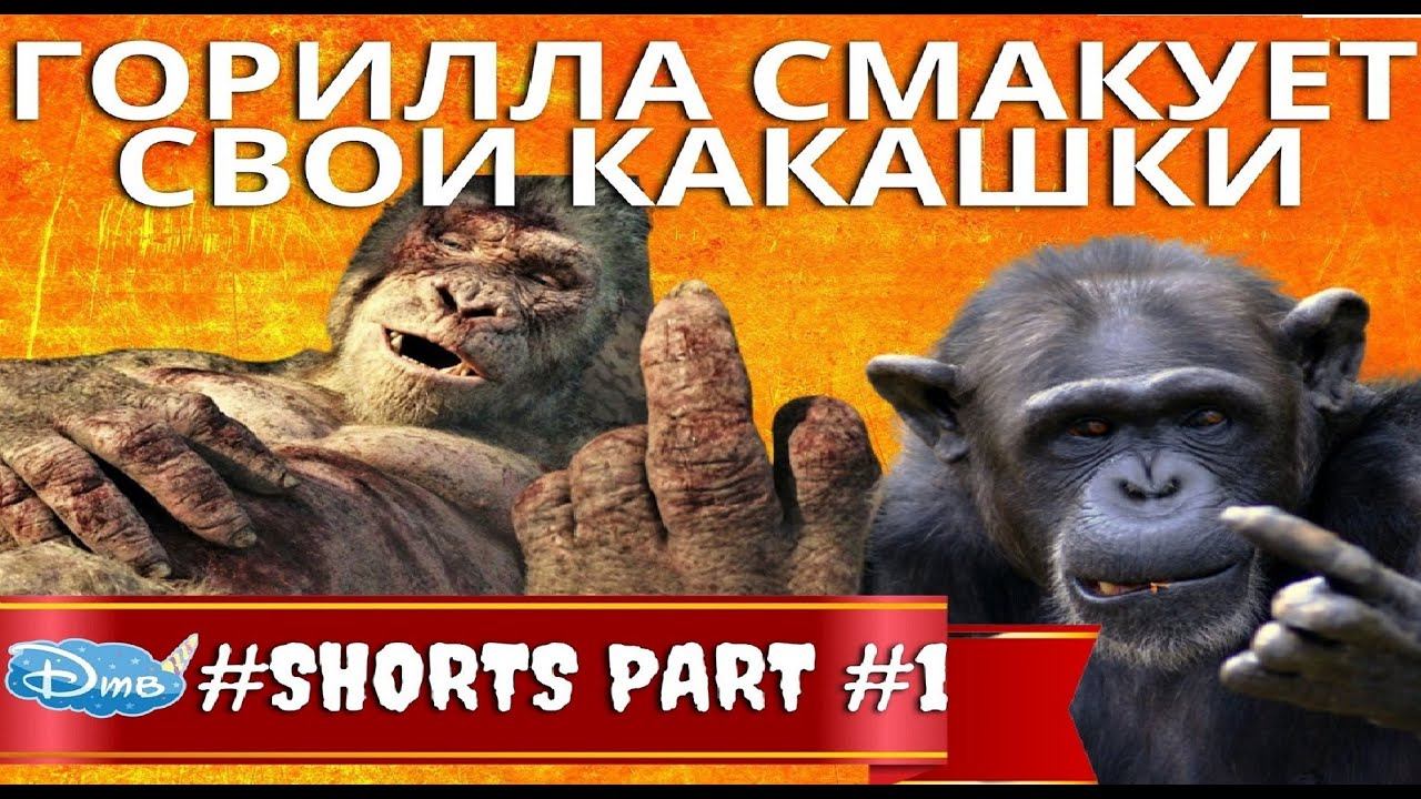 Горилла смакует свои какашки / Смак пальчики оближешь / Zoo Moscow #shorts смотреть онлайн