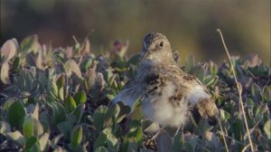 Замерзшая планета (Frozen.Planet). Эпизод 2. Весна