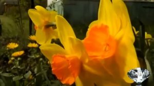 Мелодии  Карпат... Коломыйка..