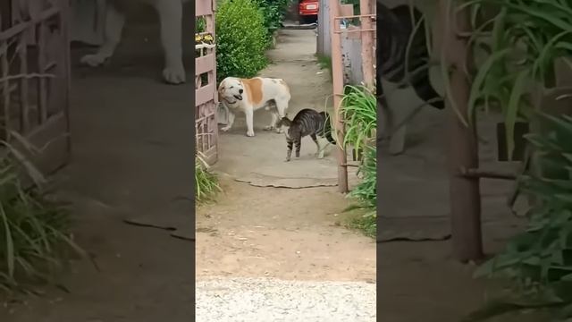 Коты vs собаки🐱🐶