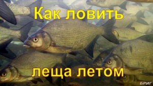 Как ловить леща летом