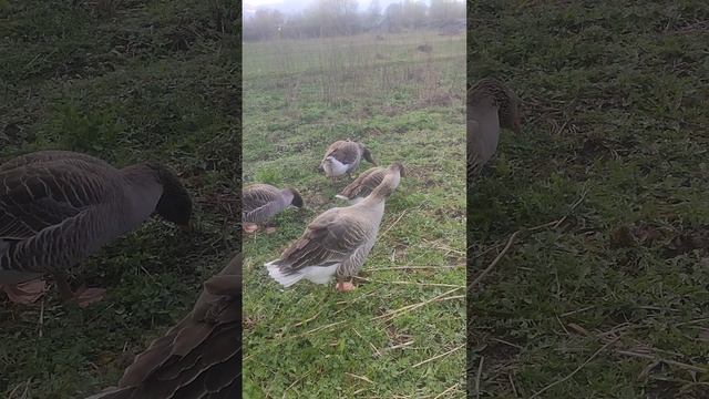 С хозяюшкой Лапой пасëм гусей 🪿