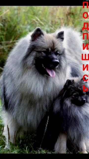 немецкий шпиц