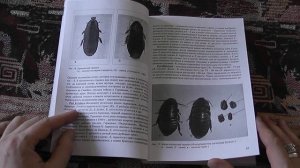 "Тараканы" (В.П.Дремова, Н.А.Алешо, 2011)