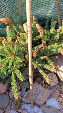 Ель обыкновенная Пуш.
( Picea abies Pusch )