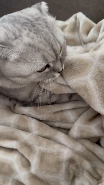 #котикиправятмиром #шерри #мимишность #прикол #шортс #cats #котики #милота #youtubeshorts #красота