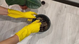 Как пересадить в другой горшок Фикус Робуста?