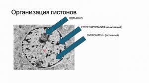 Курс Современной Патологии. Клетка как единица здоровья и болезни. Часть 1. Геном и его регуляция.