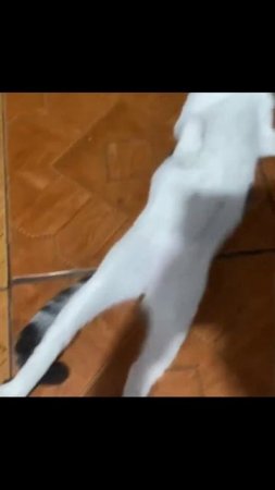 Котики (30)