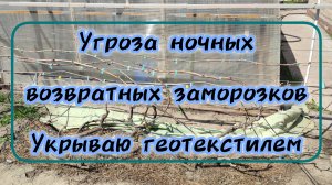 Угроза ночных возвратных заморозков. Укрываю геотекстилем (дорнитом)