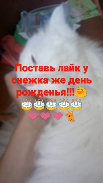 У СНЕЖКА ДЕНЬ РОЖДЕНЬЯ!!!🐈🐈🐈🎂🎂🎂 смотреть онлайн