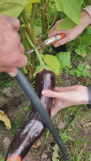 Баклажаны хорошо растущие в Питере.