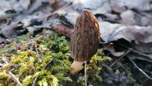 Грибной цунами!!! #грибы #грибалка #лес #гриб #грибы2025 #весна #весна2025 #строчки #сморчки