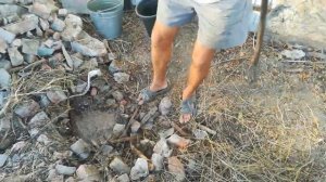 Осенняя посадка черенков корней павловнии под лом в открытый грунт.