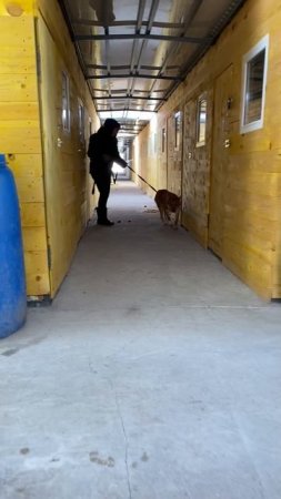 Еще один счастливчик, до которого наконец дошли руки волонтеров - Пьер 🐕
