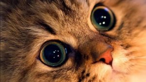 мой первый клип(￣▽￣)"