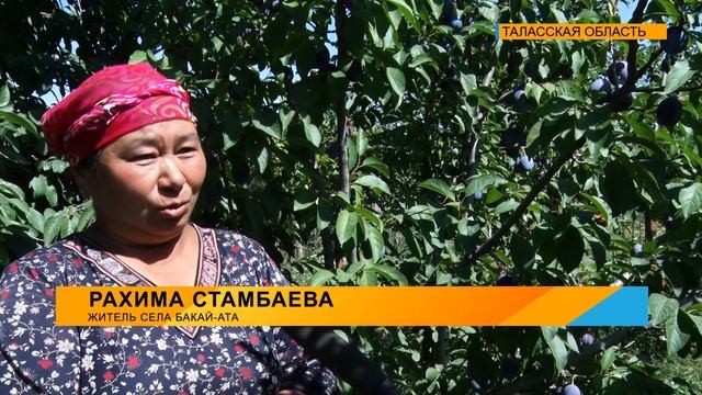 В Бакай-Атинском районе Таласской области в скором времени поспеют сливы, и начнется их сбор