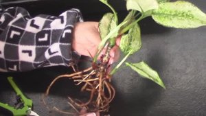 Делю аглаонему, пересаживаю "неблагополучные" растения.