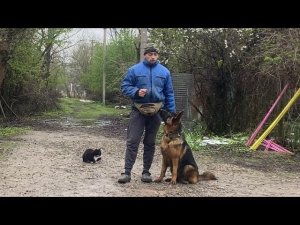 Немецкая овчарка Тайсон-Дрессировка