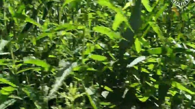 Cпуск с горы. Травянское вдхрн, Харьковская обл (2008.06.21) смотреть онлайн