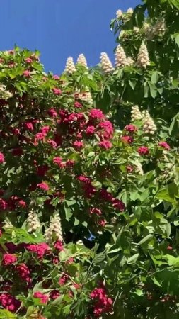 Прогулка по улице и заряд от буйства красоты природы☀️