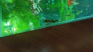 Antitrus....сомик драка....