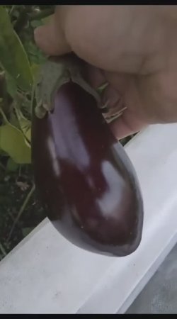 растут в Питере баклажаны!!!