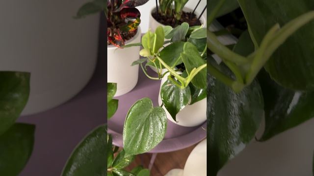 Видео моей коллекции растений