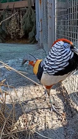 Самец алмазного фазана выбражает перед соседом