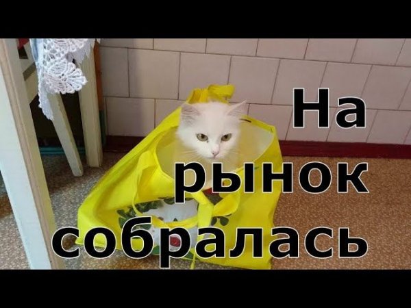 Сильва собралась за попупками. #Shorts