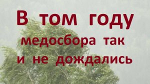 Как рушатся надежды пчеловода