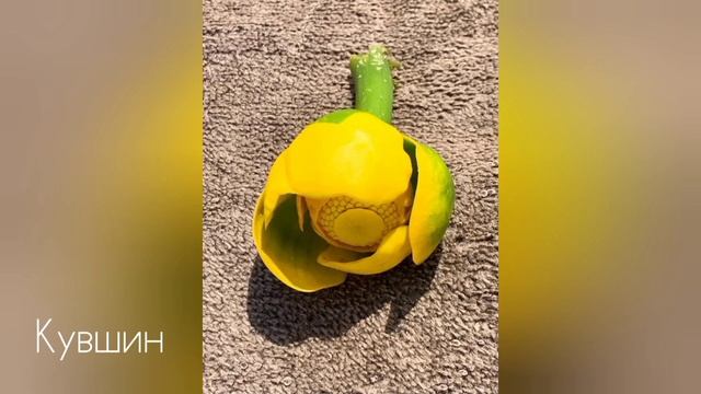 Влог.: Причёска достала. Потеряла топик, купила дорогой участок. смотреть онлайн