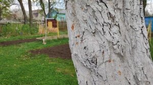 Побелка и обработка яблонь в саду.