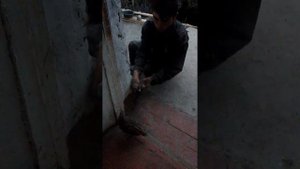 KEKLIK.Крапатка.кавгбачаи наркавг дар минтақаи куҳистон