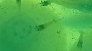 Мраморные раки 27-04-2025