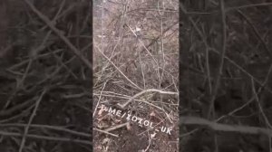 ИСТОРИЯ ХОХЛОВ