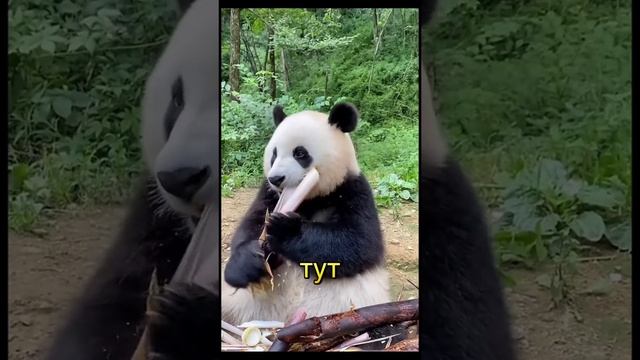 Великая и ужасная Панда