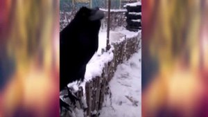 Говорящий ворон Вася, удивительно