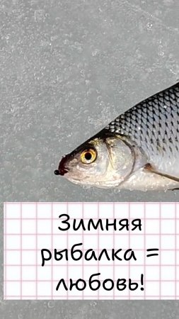 Рыбе не уйти!