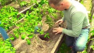 Необычная подкормка для растений