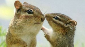 Бурундуки. Прогулка по лесу. Бор. Хорошая погода, природа. Сосновый лес. Пора любви. Животные. Весна