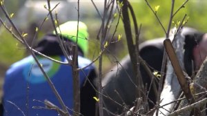 Команда «МИРа» высадила сосны и ели в рамках акции «Сад памяти» в Беларуси