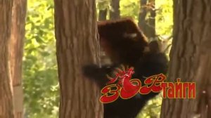 Винни пух на пасеке Bear vs Bees